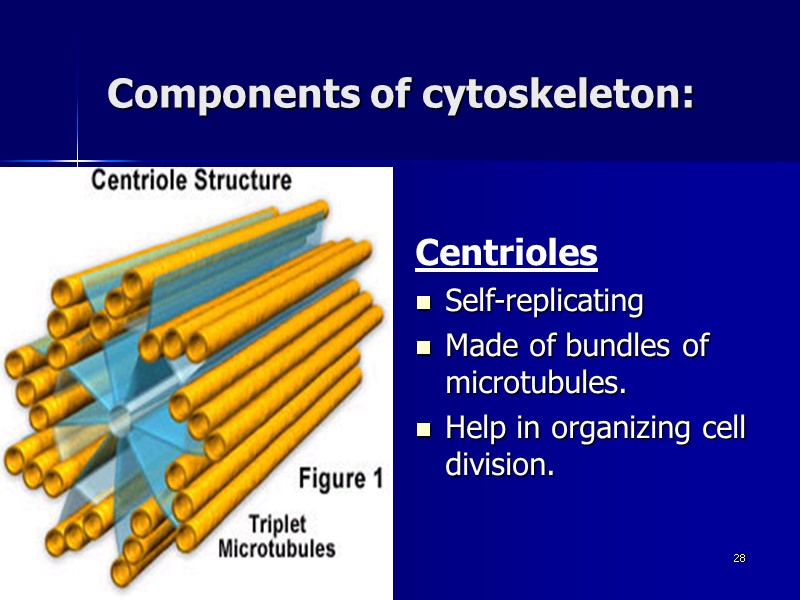 ahmad ata 28 Components of cytoskeleton:    Centrioles Self-replicating Made of bundles